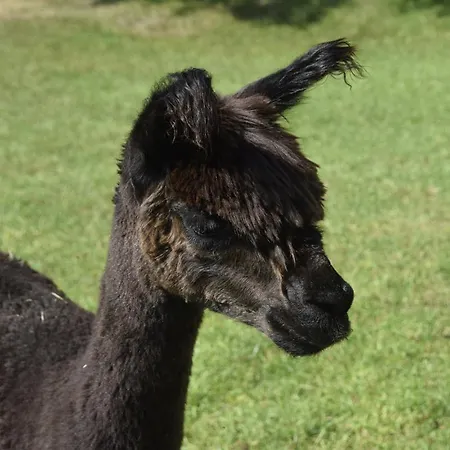 Nowa Kamienica 11 * Stara Kamienica