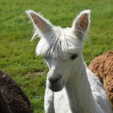 Nowa Kamienica 11 Stara Kamienica