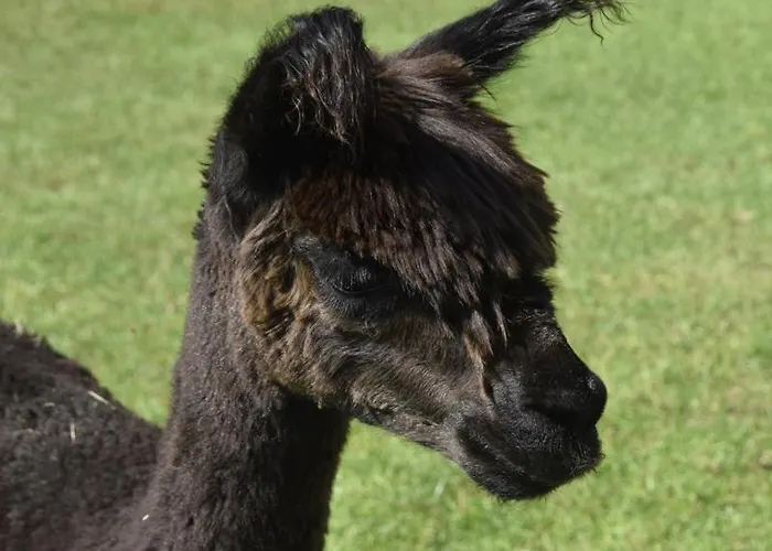 Nowa Kamienica 11 * Stara Kamienica