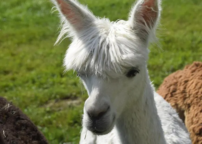 Nowa Kamienica 11 Stara Kamienica